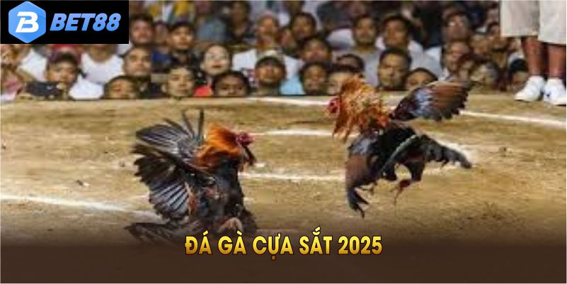 Đá Gà Cựa Sắt 2025: Tìm Hiểu Luật Và Bí Quyết Thắng